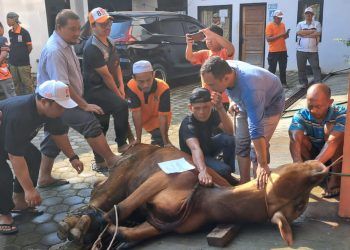 Kegiatan Tiap Tahun, Hari Raya Idul Adha 1445 Hijriah, PKS Lampura Kurban   5 Ekor Sapi dan 5 Ekor Kambing