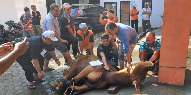 Kegiatan Tiap Tahun, Hari Raya Idul Adha 1445 Hijriah, PKS Lampura Kurban 5 Ekor Sapi dan 5 Ekor Kambing