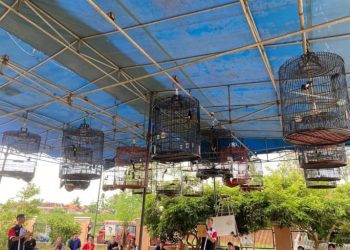 Diduga Penjurian Lomba Burung di Gantangan Payan Emas B16 Tidak Fair ???!!!
