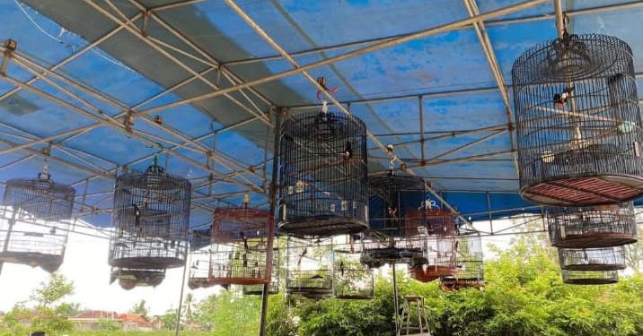 Diduga Penjurian Lomba Burung di Gantangan Payan Emas B16 Tidak Fair ???!!!