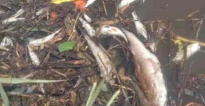 Heboh! Diduga Ikan Diracun di Sungai Waysido, Warganet Geram dan Desak Penindakan Tegas