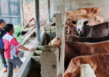 BUMT Kibang Yekti Jaya Mulai Program Penggemukan Sapi, Modal Rp164 Juta untuk Ketahanan Pangan