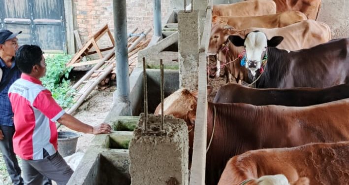 BUMT Kibang Yekti Jaya Mulai Program Penggemukan Sapi, Modal Rp164 Juta untuk Ketahanan Pangan