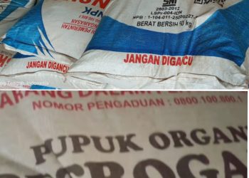 Diduga Ada Permainan Harga Pupuk Bersubsidi di Tiyuh Kagungan Ratu Agung, Petani Menjerit