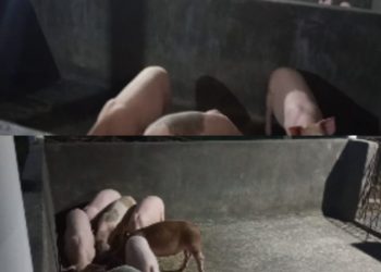 Kandang Babi Dekat Pemukiman Warga, Diduga Milik Oknum TNI