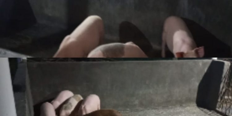 Kandang Babi Dekat Pemukiman Warga, Diduga Milik Oknum TNI