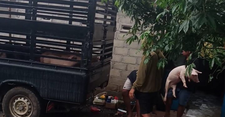 Kandang Babi Ilegal Diduga Milik Sekdes Makarti, Warga Mengaku Tak Pernah Dilibatkan