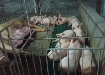 Kandang Babi Milik Suko Diduga Tak Berizin, Bau dan Mengganggu