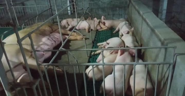 Kandang Babi Milik Suko Diduga Tak Berizin, Bau dan Mengganggu