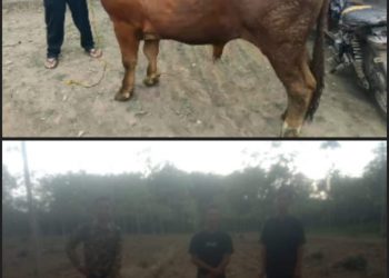 Hasil Wawancara dengan Ketua BUMTi Tunas Amor, Ahmad Muklis Anwari