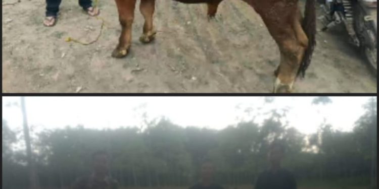 Hasil Wawancara dengan Ketua BUMTi Tunas Amor, Ahmad Muklis Anwari